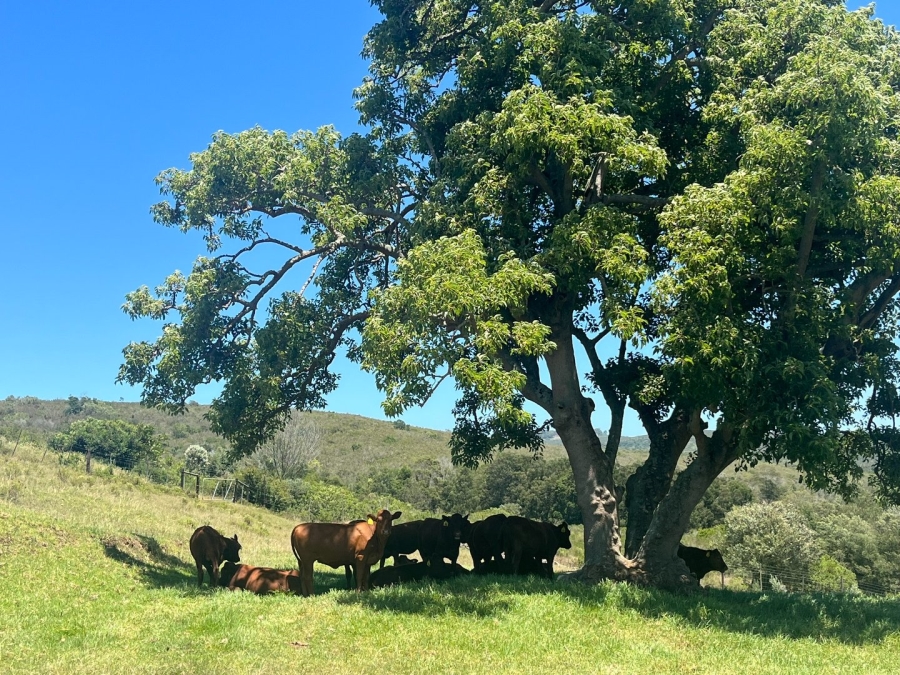  Bedroom Property for Sale in Plettenberg Bay Rural Western Cape